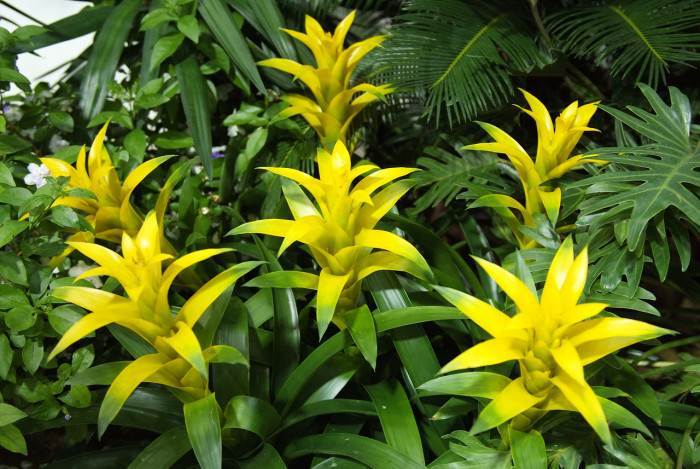 아나나스 - Ananas spp.