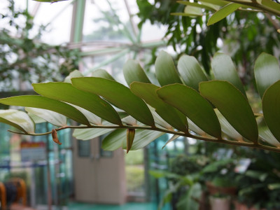멕시코소철 사진 - Zamia pumila Photos