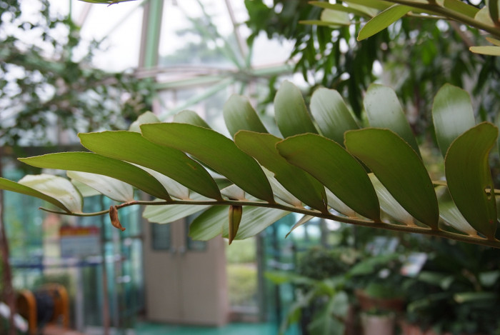 멕시코소철 - sago palm, Zamia pumila