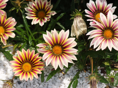 가자니아 사진 - Gazania rigens (L.) Gaertn. Photos