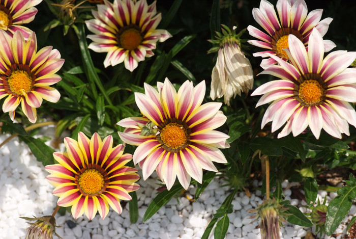 가자니아 - Gazania, Gazania rigens (L.) Gaertn.