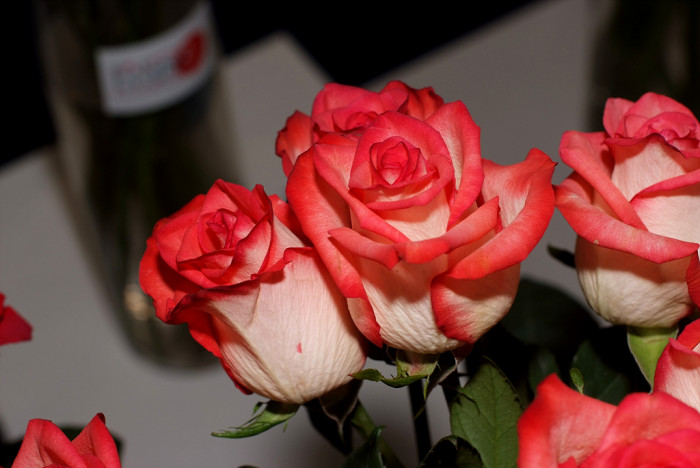 장미 - Rose, Rosa hybrida