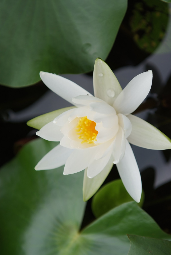 수련 - Nymphaea tetragona var. angusta