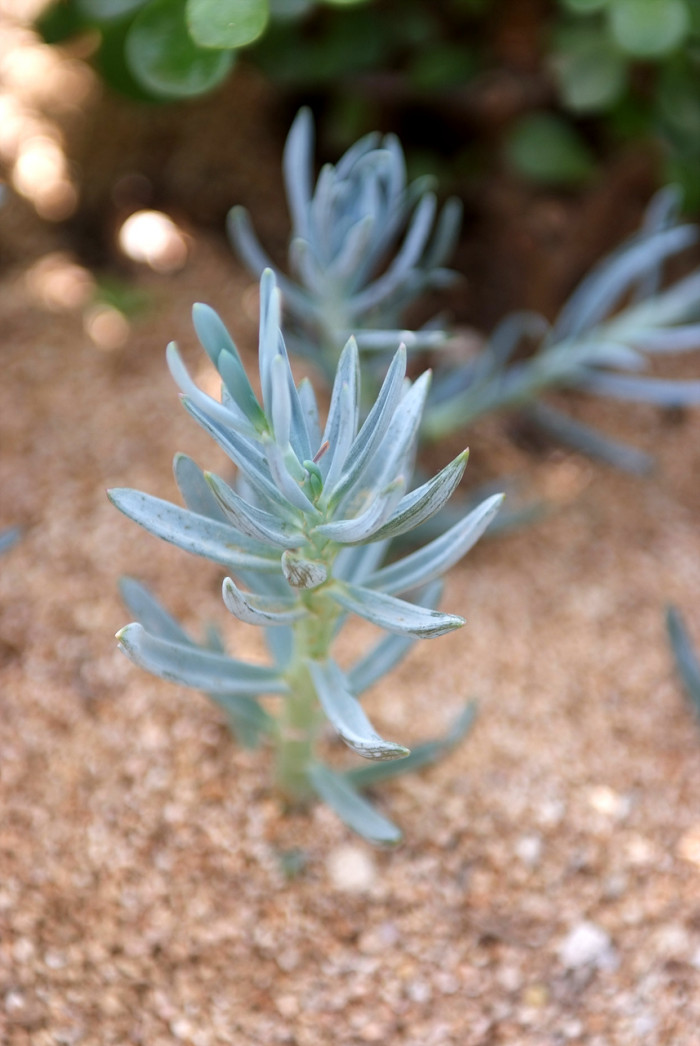 만보 - blue chalksticks, Senecio Serpens