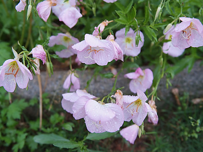 낮달맞이 사진 - Oenothera speciosa Photos