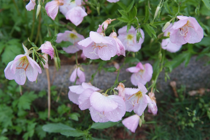 낮달맞이 - Mexican evening primrose, Oenothera speciosa