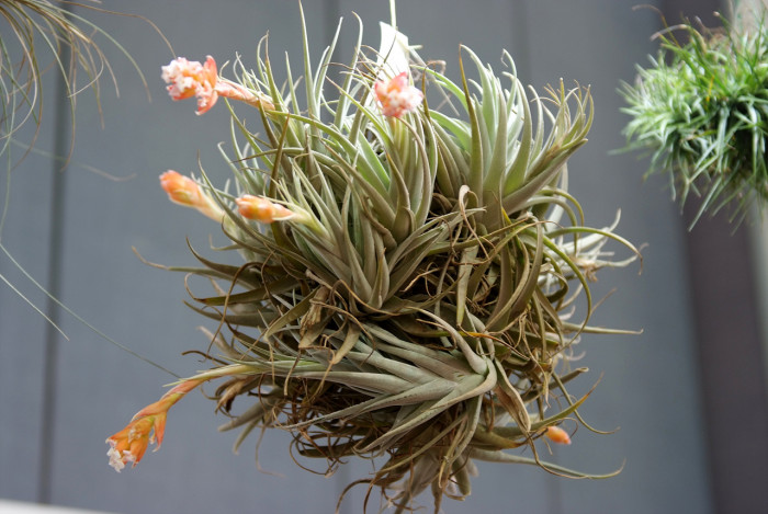 틸란디시아 - Tillandsia bergeri