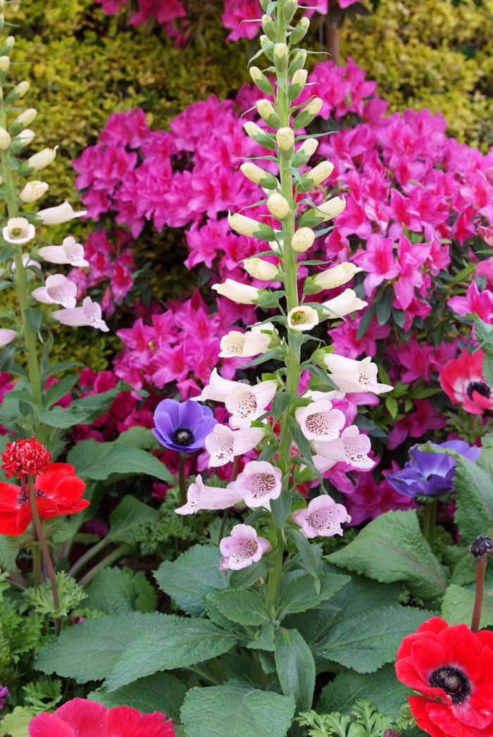 디기탈리스 - Digitalis, Digitalis purpurea L.