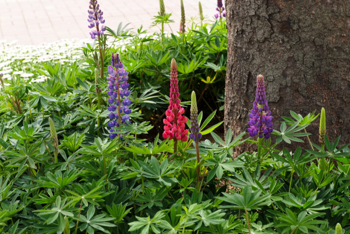 루피너스 - lupine, Lupinus spp