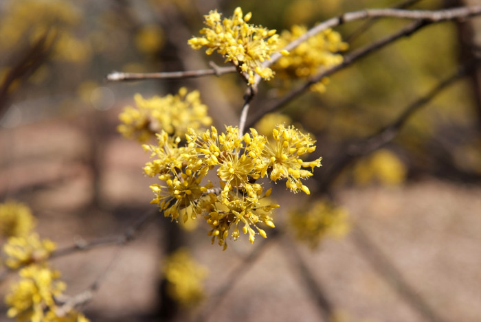 산수유 - Cornus officinalis Siebold & Zucc.