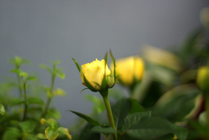 장미 - Rose, Rosa hybrida