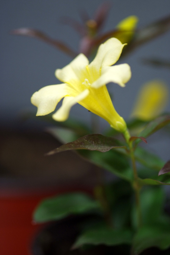 개나리자스민 - Carolina jasmine, Gelsemium sempervirens (L.) J.St.-Hil