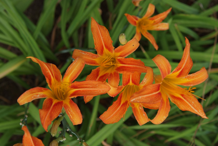원추리 - Hemerocallis fulva