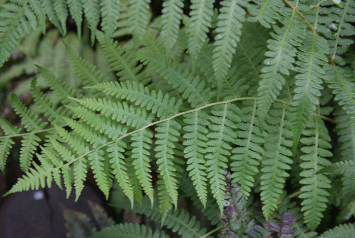 뿔고사리 - Cornopteris decurrentialata (Hook.) Nakai