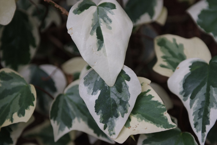마렌고아이비 - Hedera canariensis Willd.