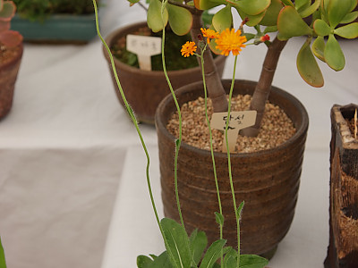 털민들레 사진 - Taraxacum mongolicum Hand.-Mazz. Photos