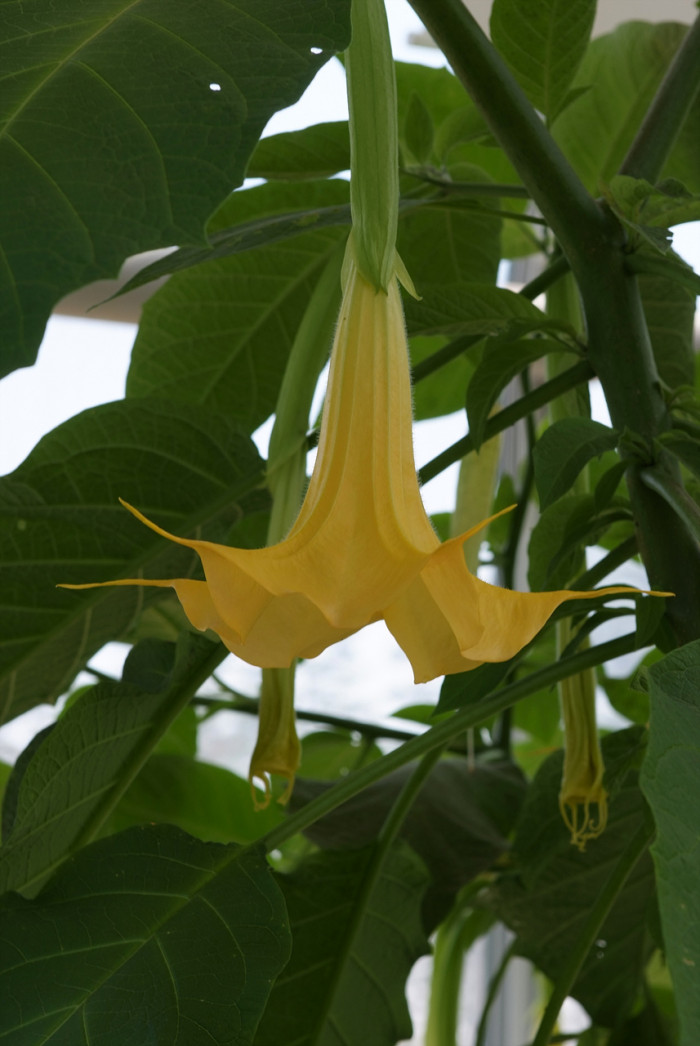 엔젤트롬펫 - Angels Trumpet, Growing Brugmansia