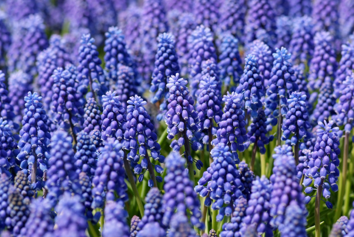 무스카리 - blue grape hyacinth, Muscari armeniacum.