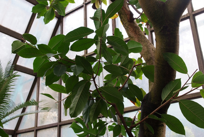 쟈바고무나무 - Ficus altissima