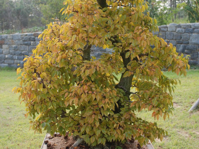 소사나무 사진 - Carpinus coreana Photos