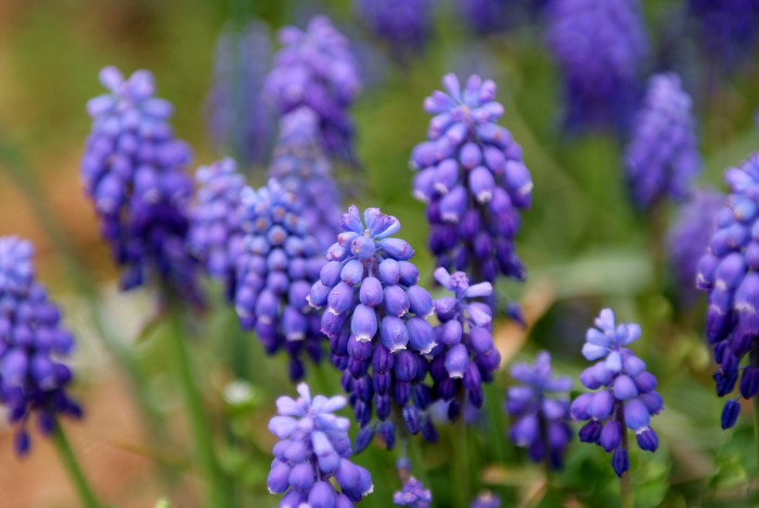 무스카리 - blue grape hyacinth, Muscari armeniacum.