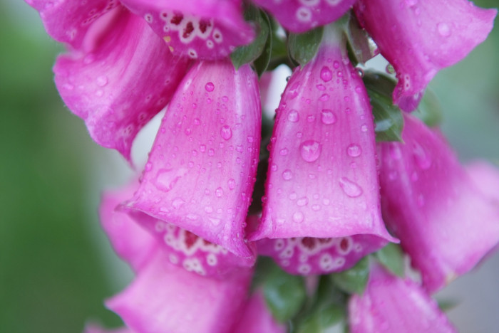 디기탈리스 - Digitalis, Digitalis purpurea L.