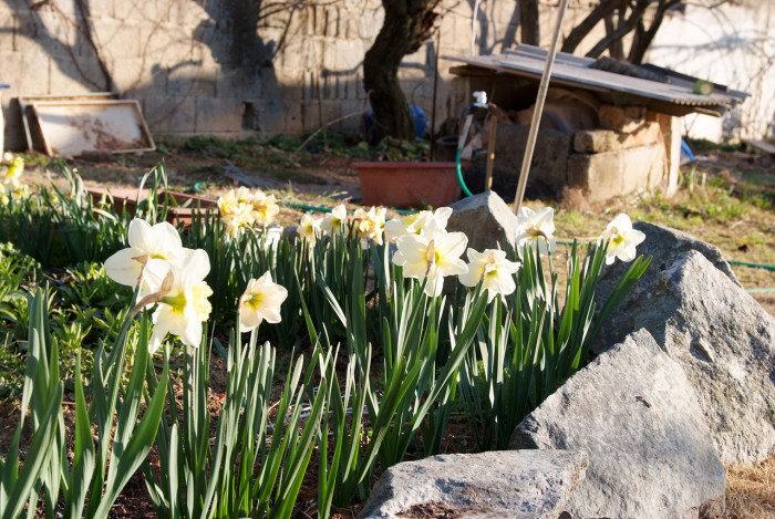 수선화 - daffodil, Narcissus tazetta var. chinensis