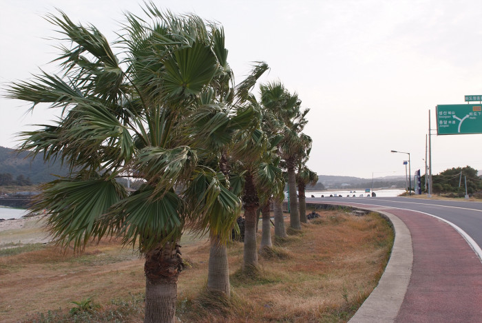 워싱턴야자 - Washington palm, California Fan Palm, Washingtonia filifera