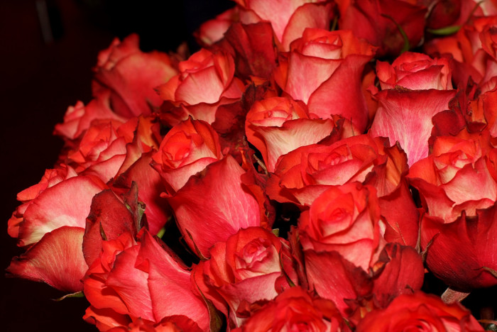 장미 - Rose, Rosa hybrida