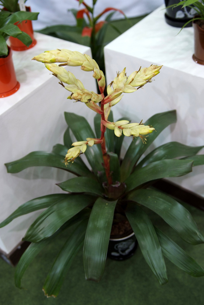 틸란디시아 - Tillandsia bergeri