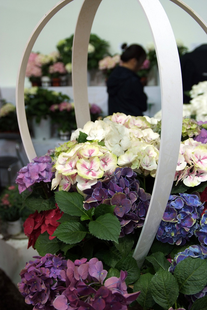 수국 - Hydrangea, Hydrangea macrophylla (Thunb.) Ser. for. otaksa (Siebold & Zucc.) E. H. Wilson