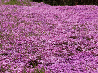 지면패랭이꽃 사진 - Phlox subulata L. Photos