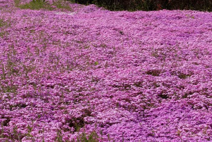 지면패랭이꽃 - Phlox subulata L.