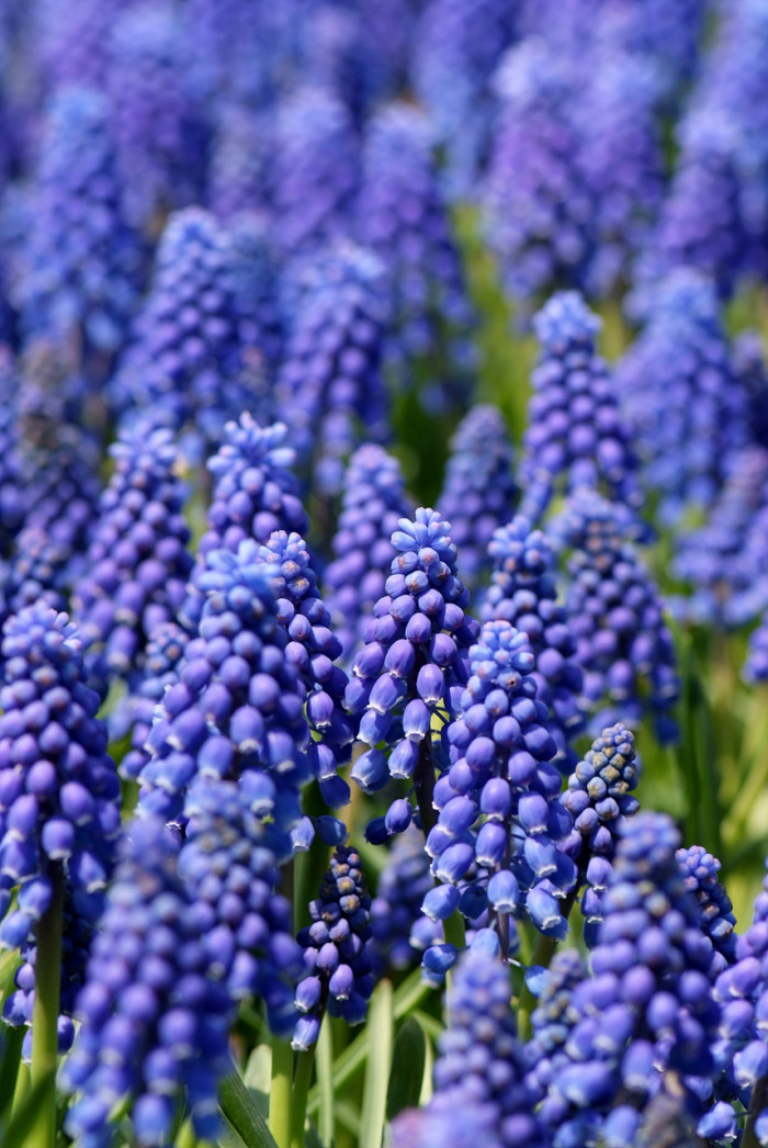 무스카리 - blue grape hyacinth, Muscari armeniacum.