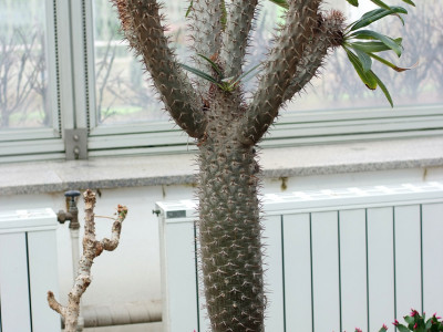 라메리 사진 - Pachypodium rutenbergianum var. lamerei  Photos
