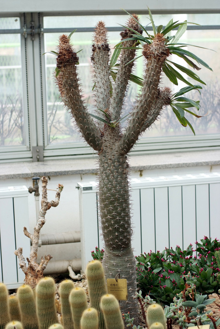 라메리 - Branched Madagascar palm, Pachypodium rutenbergianum var. lamerei 