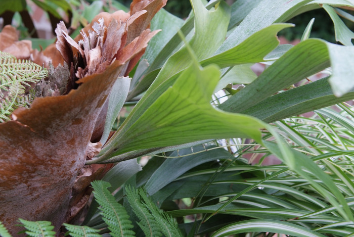 박쥐난 - staghorn fern, Platycerium bifurcatum