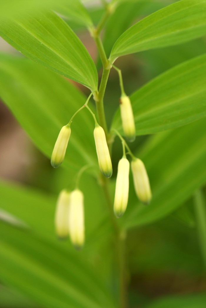 둥굴레 - ㅋㅋ, Polygonatum odoratum var.pluriflorum