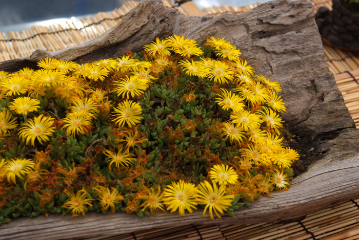 송엽국 - Trailing Ice Plant, Lampranthus spectabilis