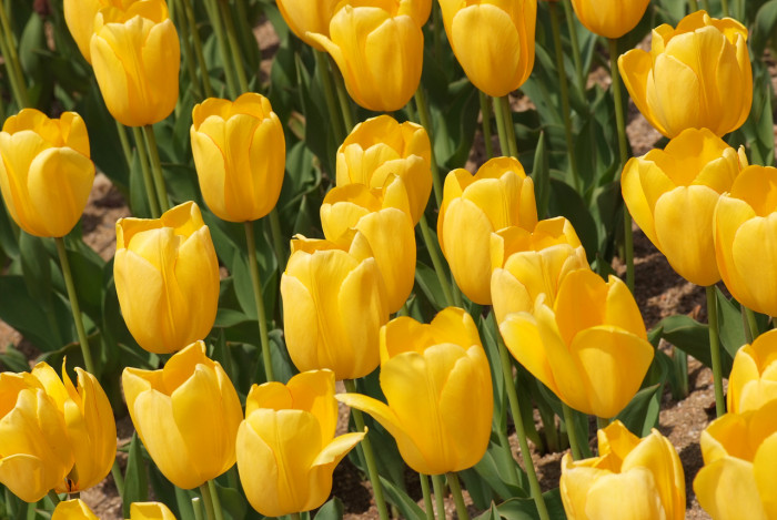 튤립 - Tulip, Tulipa gesneriana