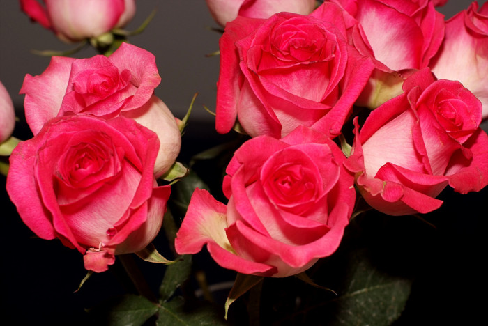 장미 - Rose, Rosa hybrida