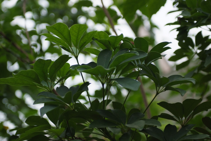 홍콩야자 - umbrella tree, Schefflera arboricola