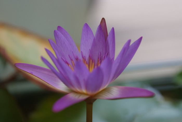 수련 - Nymphaea tetragona var. angusta