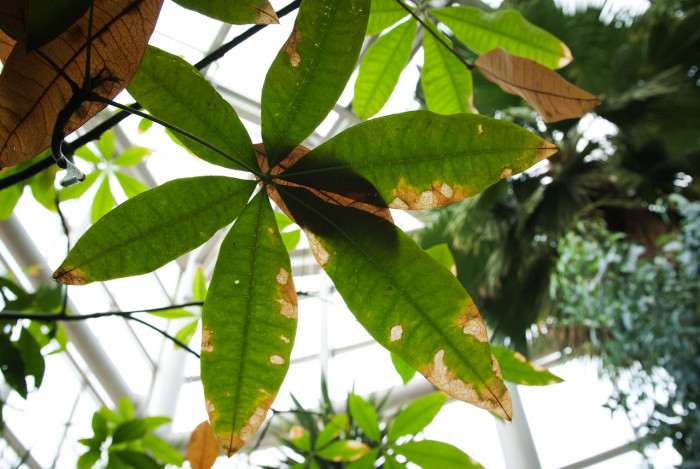 피카라 - Money Tree, Pachira aquatica