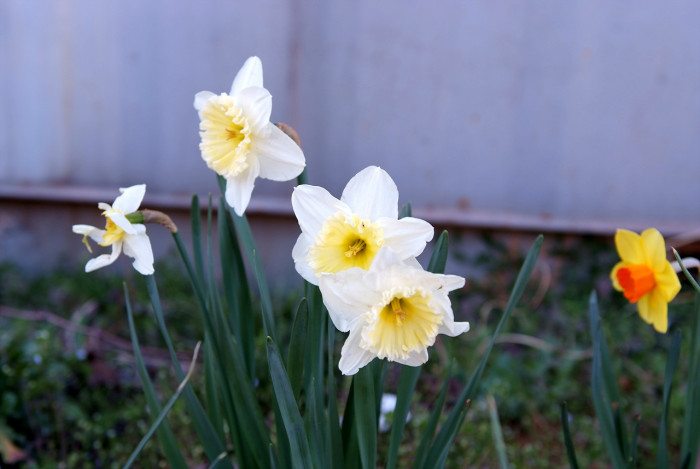 수선화 - daffodil, Narcissus tazetta var. chinensis