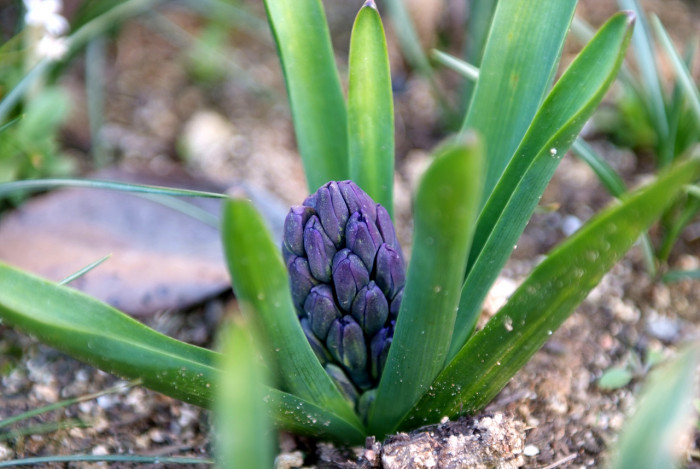 히아신스 - Hyacinth, Hyacinthus orientalis L.