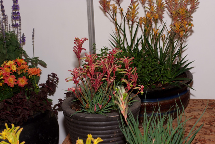 아나고잔서스 - Kangaroo paw, Anigozanthos Labill.