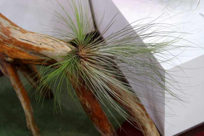틸란디시아 - Tillandsia bergeri
