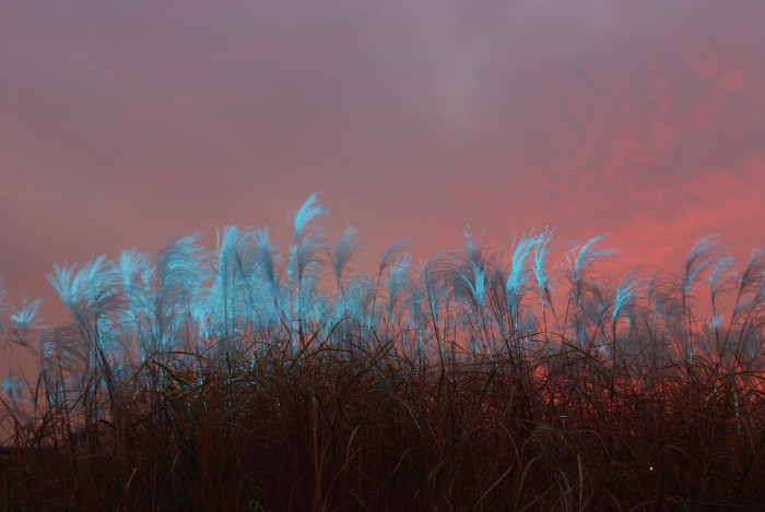 억새 - peder, Miscanthus sinensis var. purpurascens (Andersson) Rendle
