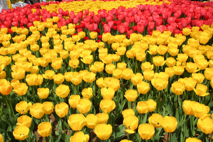 튤립 - Tulip, Tulipa gesneriana